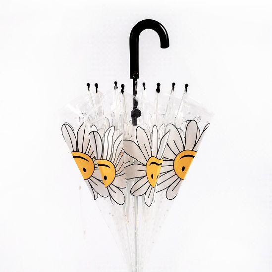 Picture of umbrella daisy FLOWER